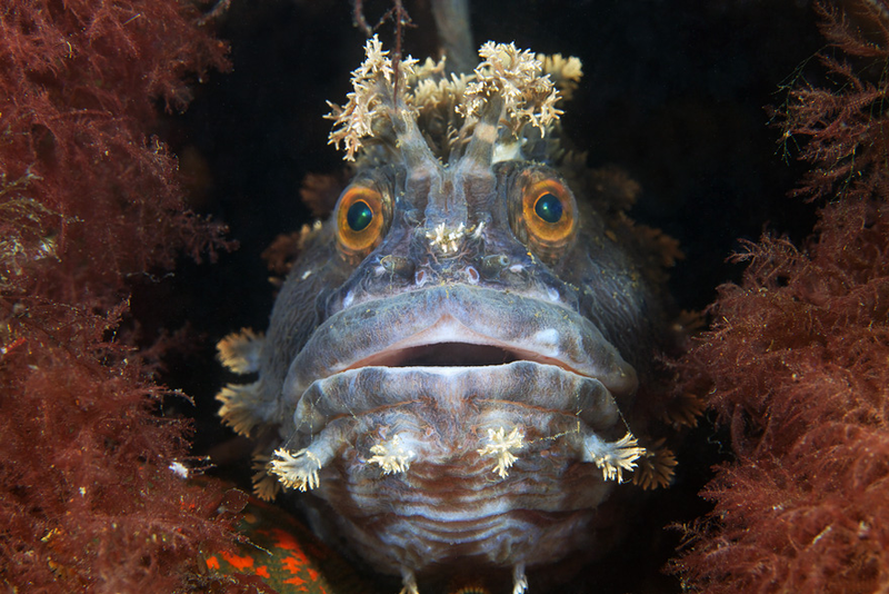 Illustration for article titled Perhaps the Most Beautiful Undersea Photography We've Ever Seen